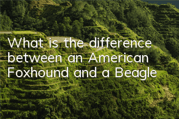 What is the difference between an American Foxhound and a Beagle?
