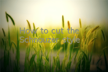 How to cut the Schnauzer style