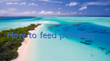How to feed pet dogs