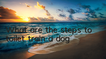 What are the steps to toilet train a dog?