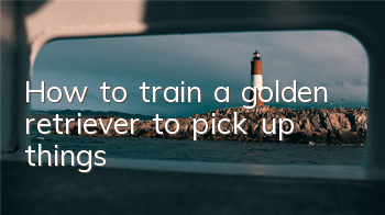 How to train a golden retriever to pick up things