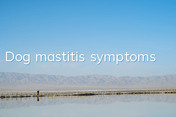 Dog mastitis symptoms