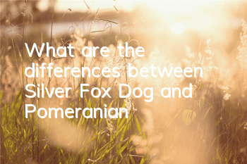 What are the differences between Silver Fox Dog and Pomeranian?