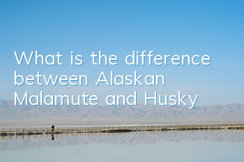 What is the difference between Alaskan Malamute and Husky?