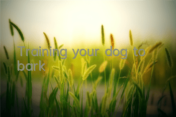 TTraining your dog to bark