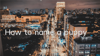 How to name a puppy