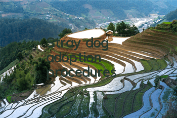 Stray dog ​​adoption procedures