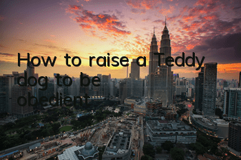 How to raise a Teddy dog ​​to be obedient