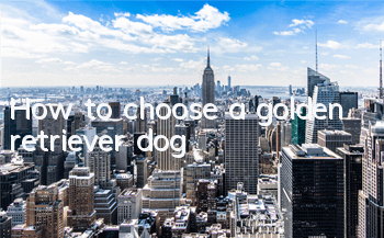 How to choose a golden retriever dog