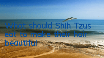 What should Shih Tzus eat to make their hair beautiful?