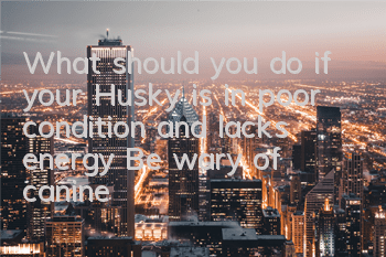 TWhat should you do if your Husky is in poor condition and lacks energy? Be wary of canine distemper!