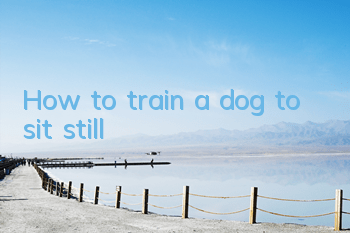 How to train a dog to sit still