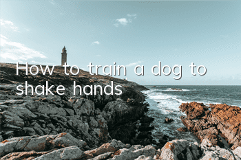 How to train a dog to shake hands