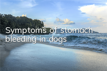 TSymptoms of stomach bleeding in dogs