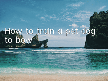 How to train a pet dog to bow