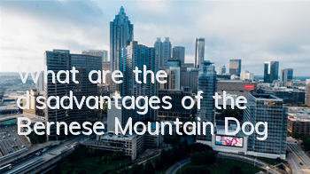 What are the disadvantages of the Bernese Mountain Dog?