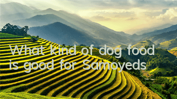 What kind of dog food is good for Samoyeds?