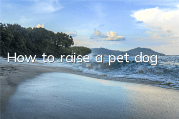 How to raise a pet dog