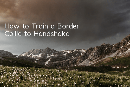 How to Train a Border Collie to Handshake