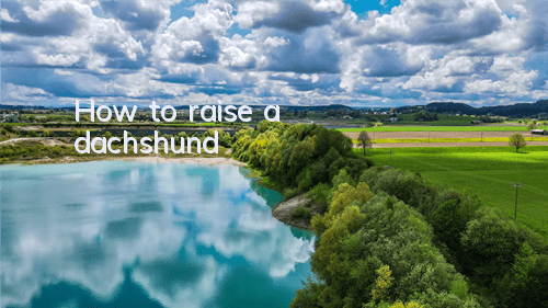 How to raise a dachshund