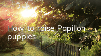 How to raise Papillon puppies