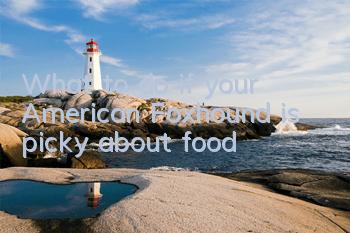 What to do if your American Foxhound is picky about food