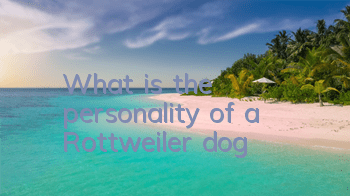 What is the personality of a Rottweiler dog?
