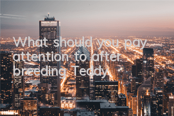 What should you pay attention to after breeding Teddy?
