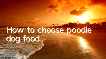How to choose poodle dog food