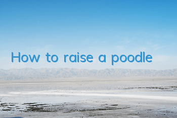 How to raise a poodle