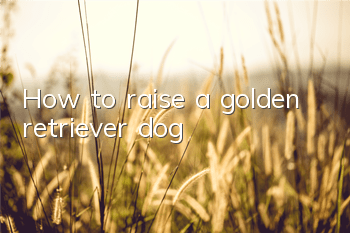 How to raise a golden retriever dog