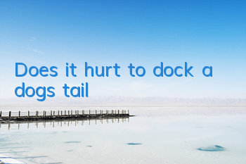 TDoes it hurt to dock a dog’s tail?