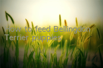 How to feed Bellingdon Terrier puppies