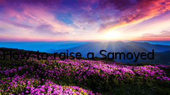 How to raise a Samoyed