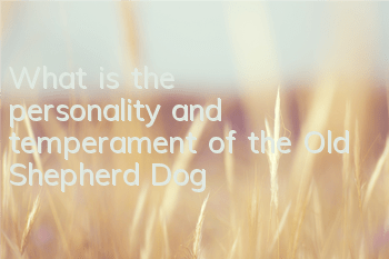 What is the personality and temperament of the Old Shepherd Dog?