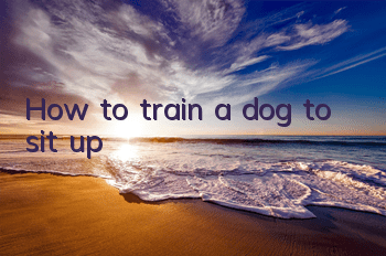 How to train a dog to sit up
