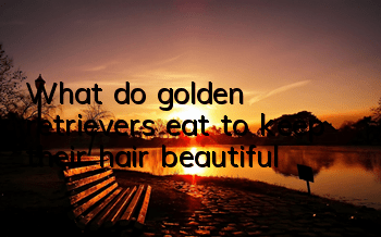 What do golden retrievers eat to keep their hair beautiful?