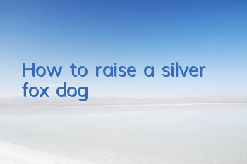 How to raise a silver fox dog