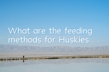 What are the feeding methods for Huskies?