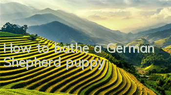 How to bathe a German Shepherd puppy