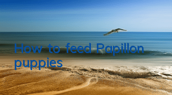 How to feed Papillon puppies