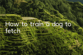How to train a dog to fetch