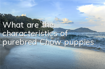 What are the characteristics of purebred Chow puppies?