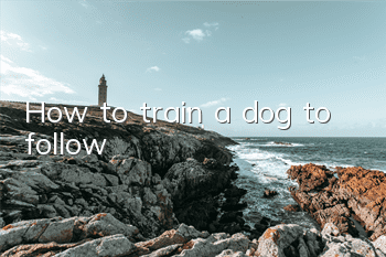 How to train a dog to follow