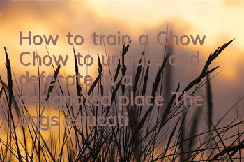 THow to train a Chow Chow to urinate and defecate in a designated place? The dog’s education should not be underestimated!