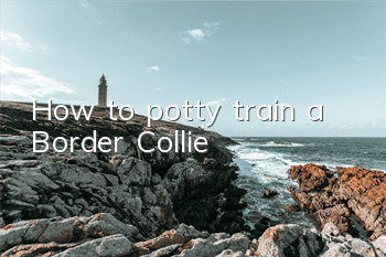 How to potty train a Border Collie