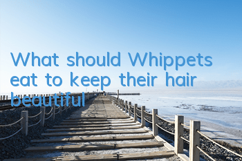 What should Whippets eat to keep their hair beautiful?