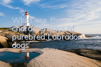 What are the characteristics of purebred Labrador dogs?