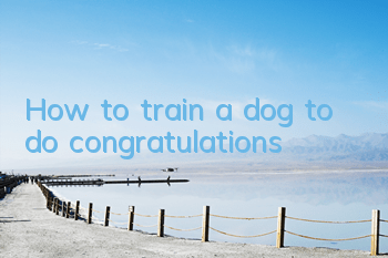 How to train a dog to do congratulations