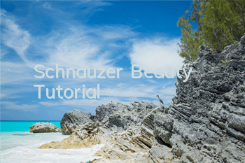 Schnauzer Beauty Tutorial